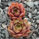 Sempervivum NORBERT