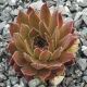 Sempervivum NOUVEAU PASTEL