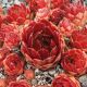 Sempervivum ORANGE ROT