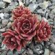 Sempervivum IRAZU