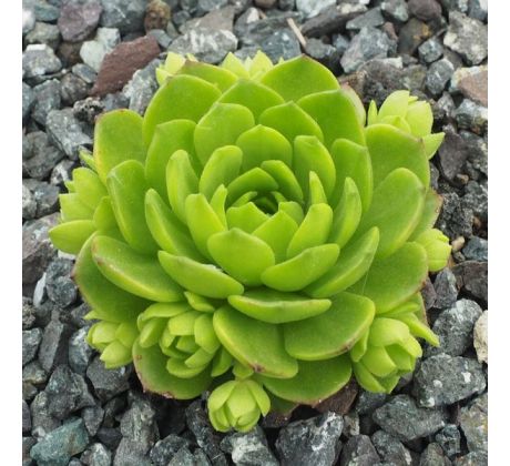 Sempervivum GRANDIFLORUM