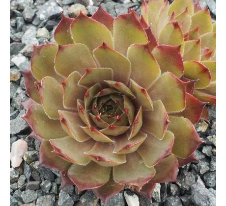 Sempervivum EOS