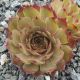 Sempervivum EOS