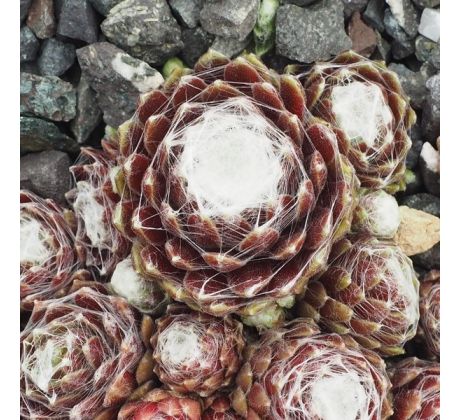 Sempervivum QUARKSTÜCK