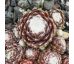 Sempervivum QUARKSTÜCK