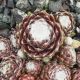 Sempervivum QUARKSTÜCK