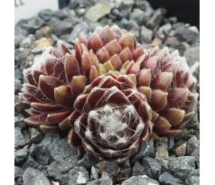 Sempervivum ROTER KRISTALL