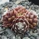 Sempervivum ROTER KRISTALL