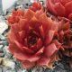 Sempervivum ROTUND