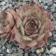 Sempervivum EUPHEMIA