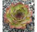 Sempervivum SPITZROSA
