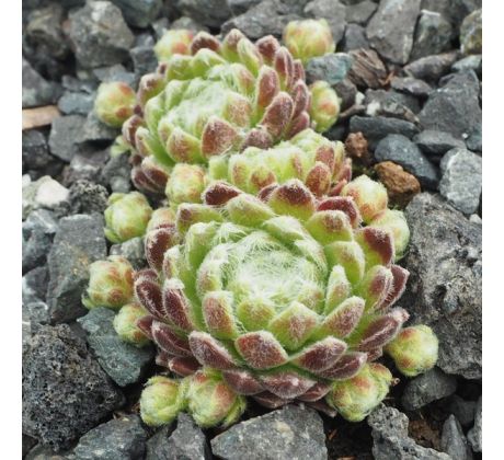 Sempervivum ZUCKERWATTE