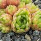 Sempervivum GREEN GABLE`S