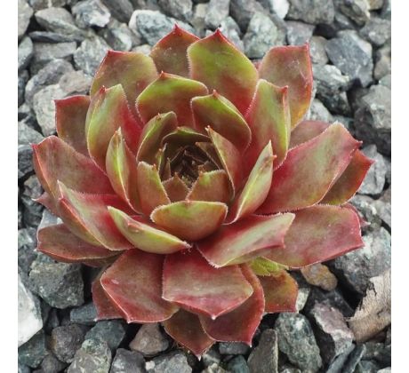 Sempervivum EXCALIBUR