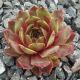 Sempervivum EXCALIBUR