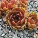Sempervivum KORRESIA