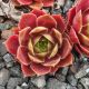 Sempervivum DONAR ROSE