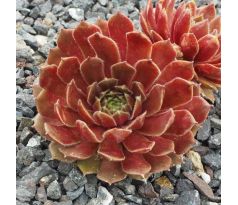 Sempervivum ABBA