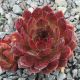 Sempervivum PURPLE BRONZE
