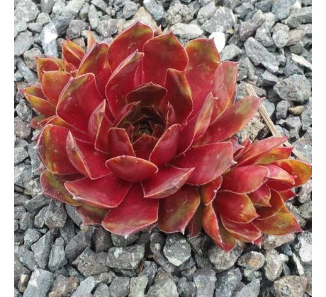 Sempervivum HOPEWELL