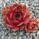 Sempervivum HOPEWELL