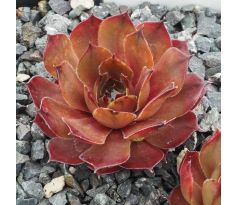 Sempervivum AARE