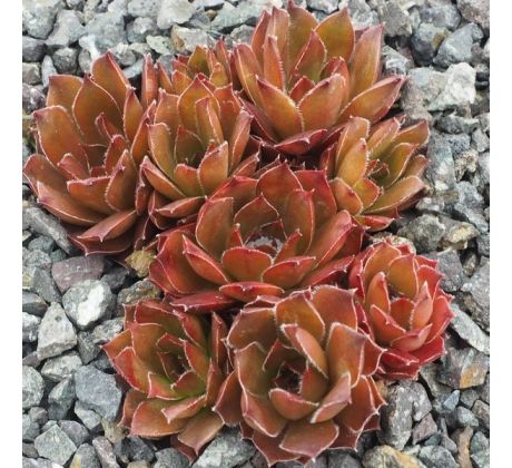 Sempervivum HOT COCOA