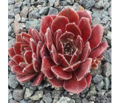 Sempervivum CRISPYN