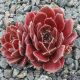 Sempervivum CRISPYN