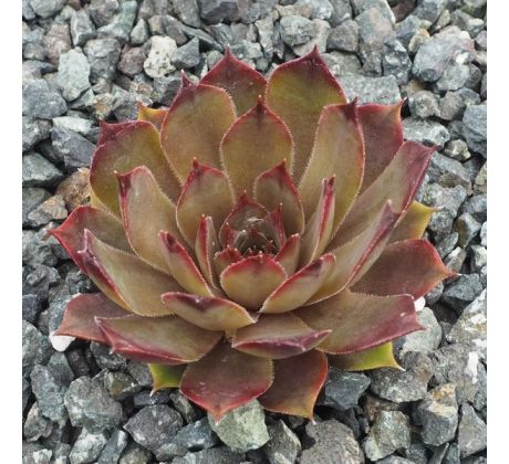 Sempervivum HUNSRÜCK