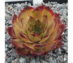 Sempervivum ADAMINA
