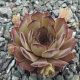 Sempervivum PROUD ZELDA