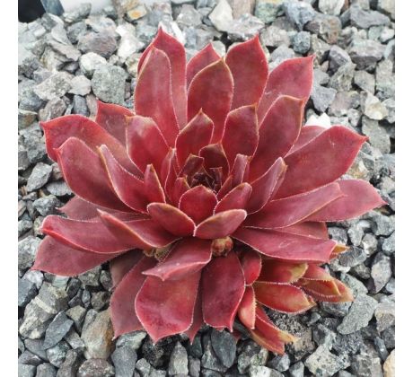 Sempervivum ETELKA