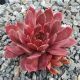 Sempervivum ETELKA