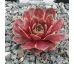 Sempervivum PACIFIC PATCHES