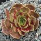 Sempervivum MOUNT HOOD