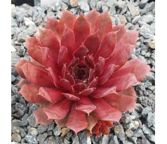 Sempervivum ROYAL RUBY