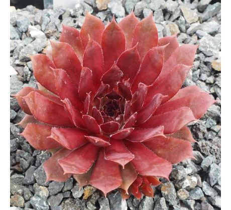 Sempervivum ROYAL RUBY