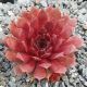 Sempervivum ROYAL RUBY