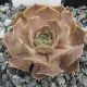 Sempervivum ANDINN BANKEER07