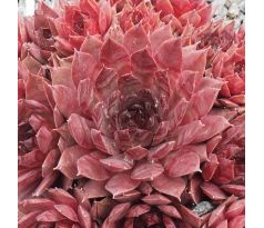 Sempervivum COUNTRY RED