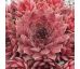 Sempervivum COUNTRY RED