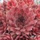 Sempervivum COUNTRY RED