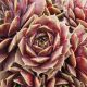 Sempervivum PURPLE QUARTZ