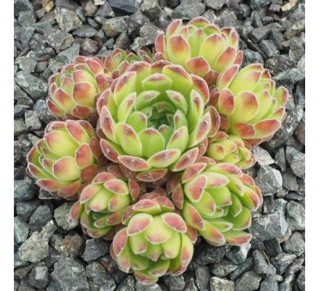 Sempervivum CHRYSANTHEMUM