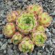 Sempervivum CHRYSANTHEMUM