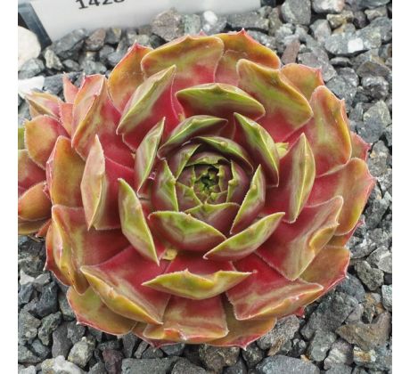 Sempervivum JASPER