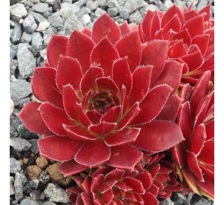 Sempervivum PACIFIC HEP