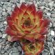 Sempervivum FLASHER