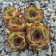 Sempervivum TITANIA